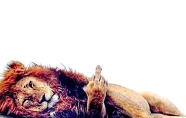 Marvelous Mag – Heart of a Lion ft. The Rotten Kids